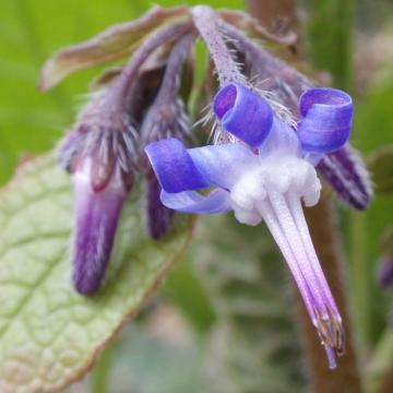 Trachystemon orientalis
