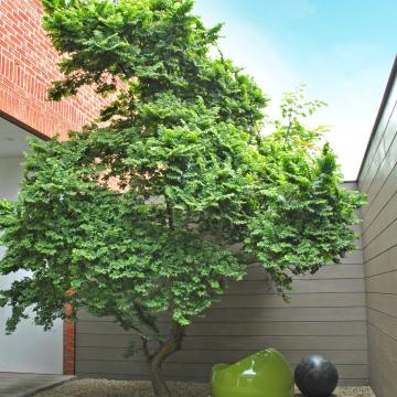 Ulmus minor 'Jaqueline Hillier'