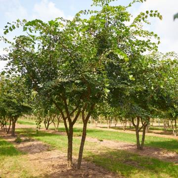 Ulmus minor 'Suberosa'