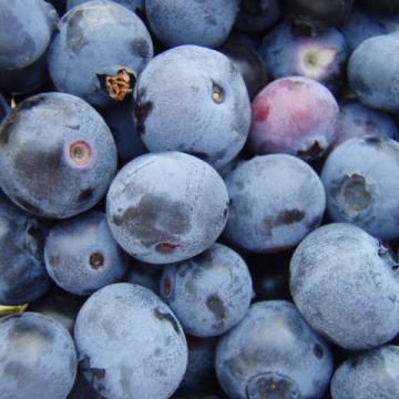 Vaccinum corymbosum 'Chandler'