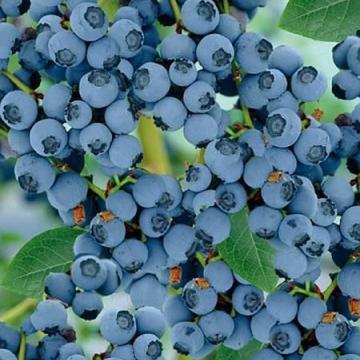 Vaccinium corymbosum 'Goldtraube'