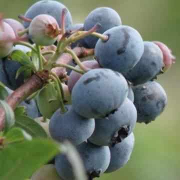 Vaccinium corymbosum 'Hortblue Petite'