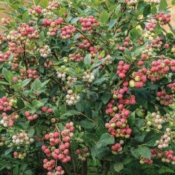 Vaccinium corymbosum 'Pink Lemonade'