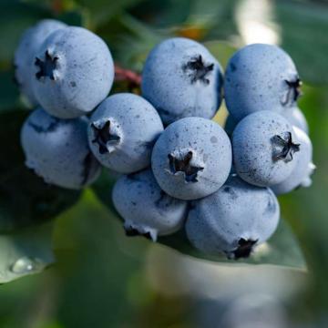 Vaccinium corymbosum 'Sunshine Blue'