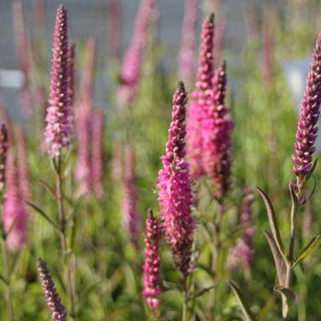 Veronica spicata 'Rosea'