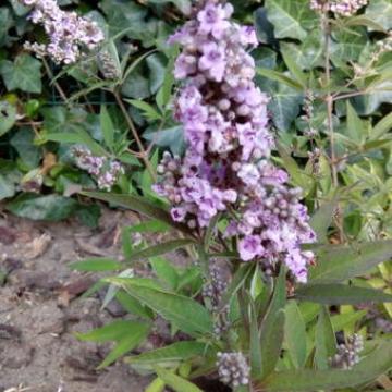 Vitex agnus-castus 'Pink Pinnacle'