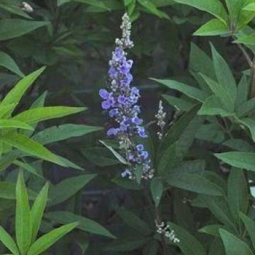 Vitex agnus-castus latifolia