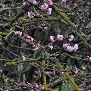 Viburnum bod. (x) 'Dawn'