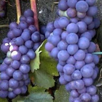 Vitis vinifera 'Boskoop Glorie'