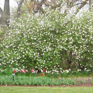 Viburnum burkwoodii (x)
