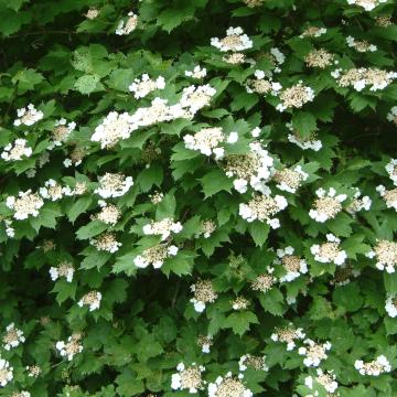 Viburnum opulus