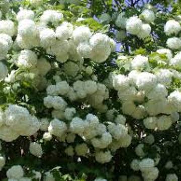 Viburnum opulus 'Roseum'