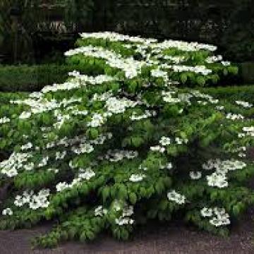 Viburnum plicatum 'Mariesii'