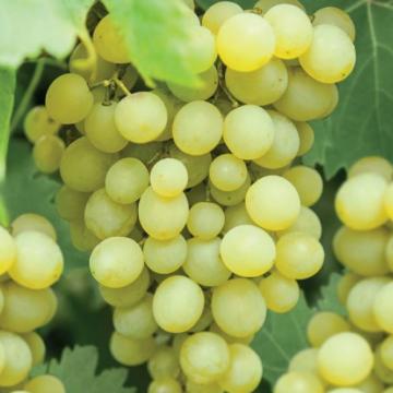Vitis vinifera 'Fanny'