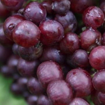 Vitis vinifera 'Heike'