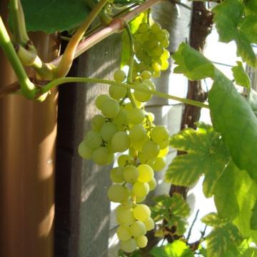 Vitis vinifera 'Himrod'