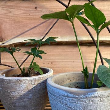 Helleborus viridis subsp. viridis