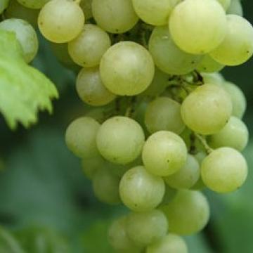 Vitis vinifera 'Solaris'