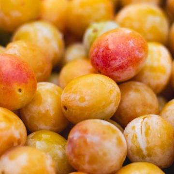 Wonder Tree R-Cl. d'Oullins