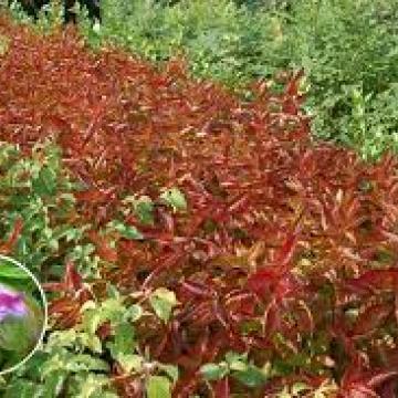 Weigela florida 'Wings Of Fire'