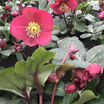 Helleborus 'Winter Angel'