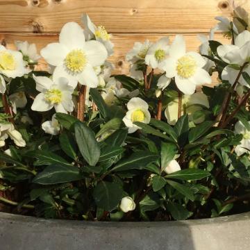 Helleborus niger 'Winterfall'