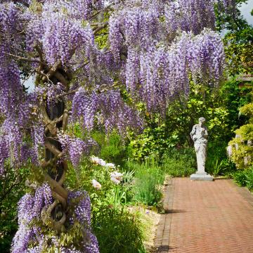 Wisteria sinensis 'Prolific'