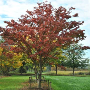 Zelkova serrata